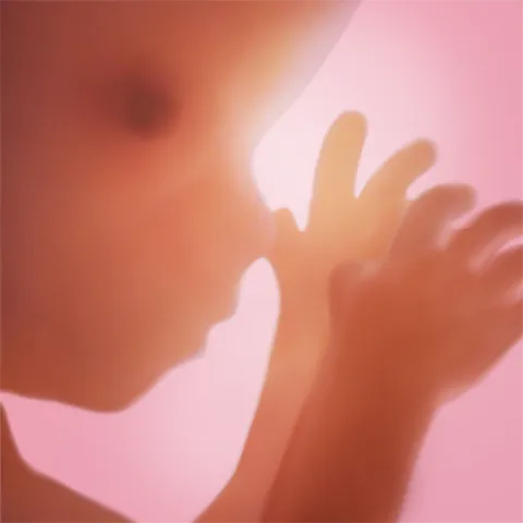 Pregnancy+ logo